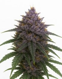 Purple Haze feminized