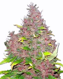 Purple Widow Feminized