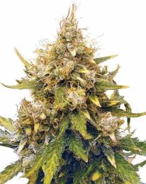 Acapulco Gold Autoflower