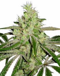Afghan Feminized