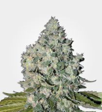 Big Bud Feminized