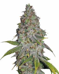 Blue Cookies Feminized Cannabis Seeds