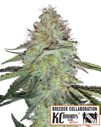 Candy Damage Autoflower