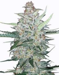 Do si dos autoflower marijuana seeds