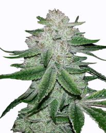 GG4 Gorilla Glue Feminized