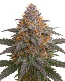 Grape Glacier Feminized