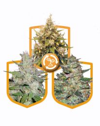 High Yield Autoflower Pack