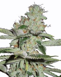 Pineapple Kush Autoflower