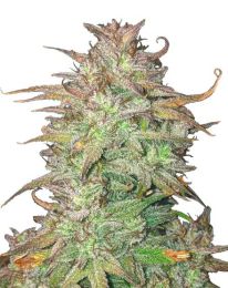 Skywalker OG Autoflower