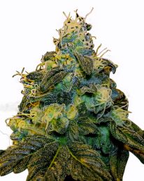 Super Sweet Tooth Cannabis Seeds