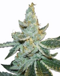 White Widow Max Autoflower