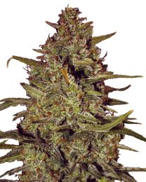 White Truffle Feminized