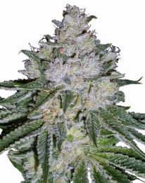 White Widow Skunk Regular