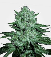 Zkittlez Feminized 