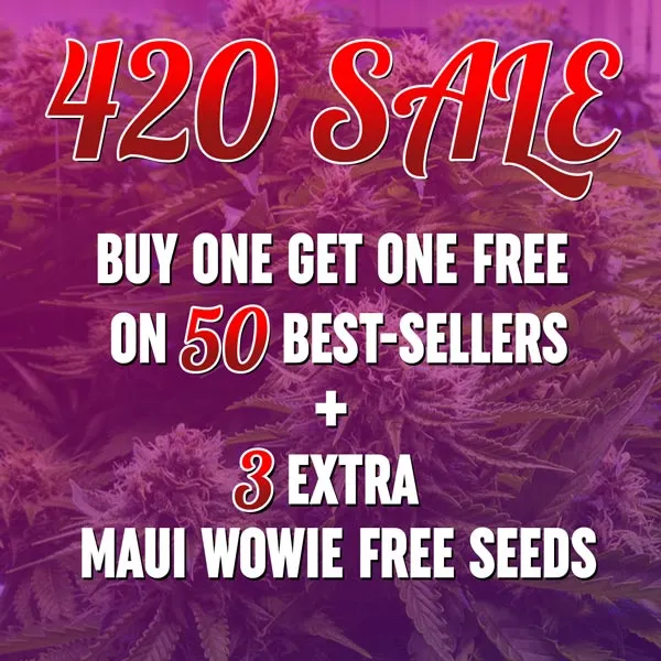 MSNL 420 Sale 2026