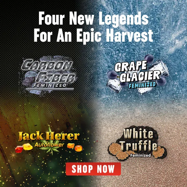 MSNL New Stains Oct 2025