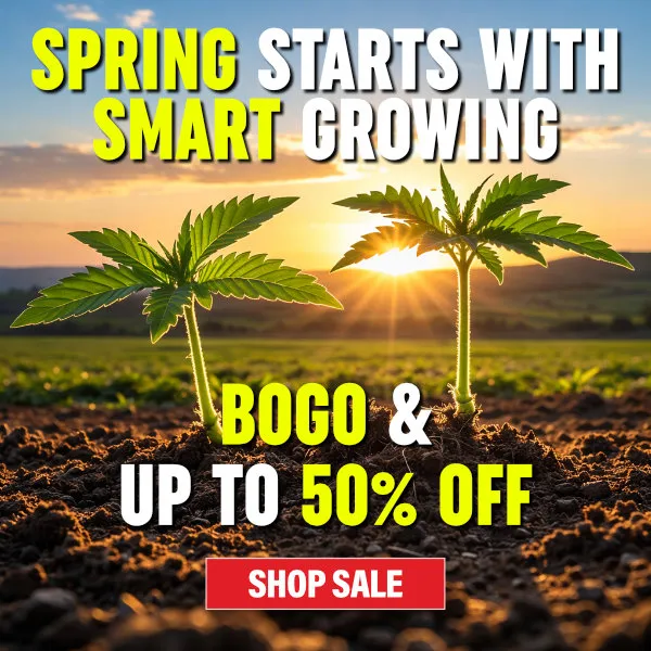 MSNL Spring Sale 2026